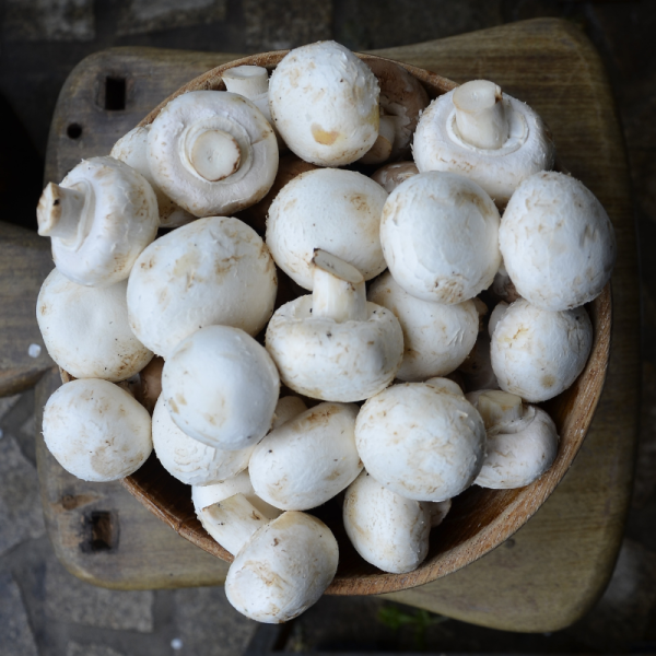 Cogumelo Branco