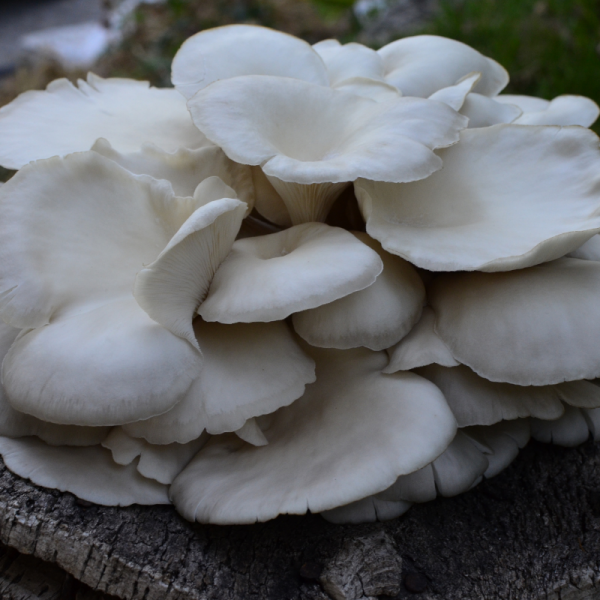 Cogumelos Pleurotus