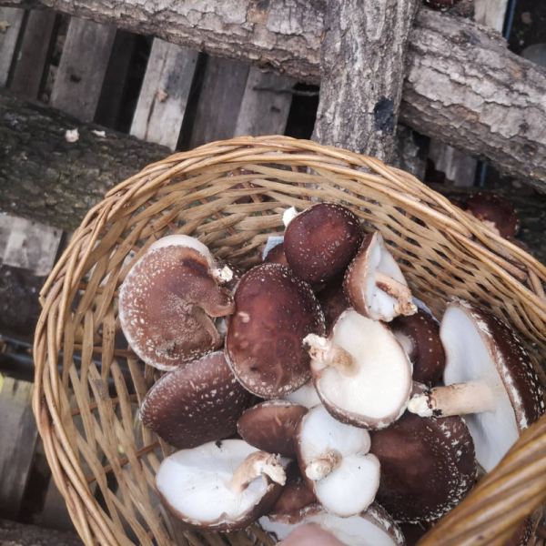 Cogumelos Shiitake