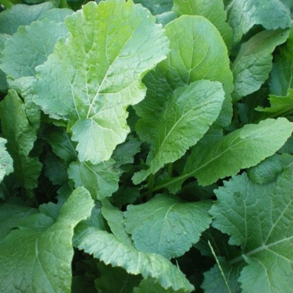 Nabiças