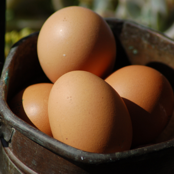 Ovos de galinha