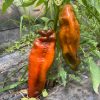 pimento vermelho italiano