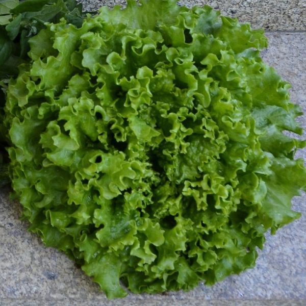 Alface Frisada