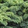Couve Kale - 0,25kg