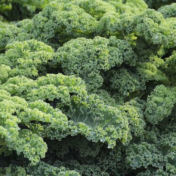 Couve Kale