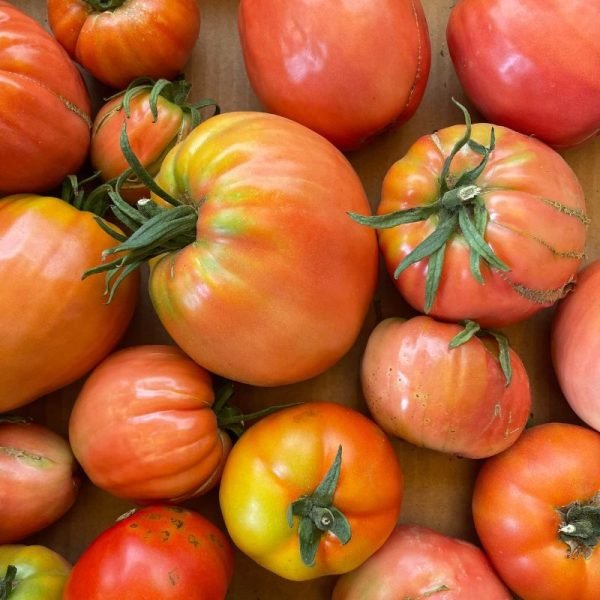 Tomate Coração de Boi