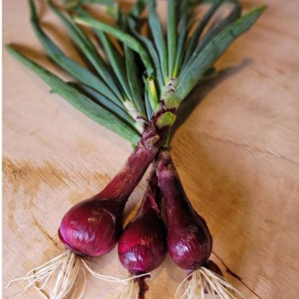 Cebola Roxa