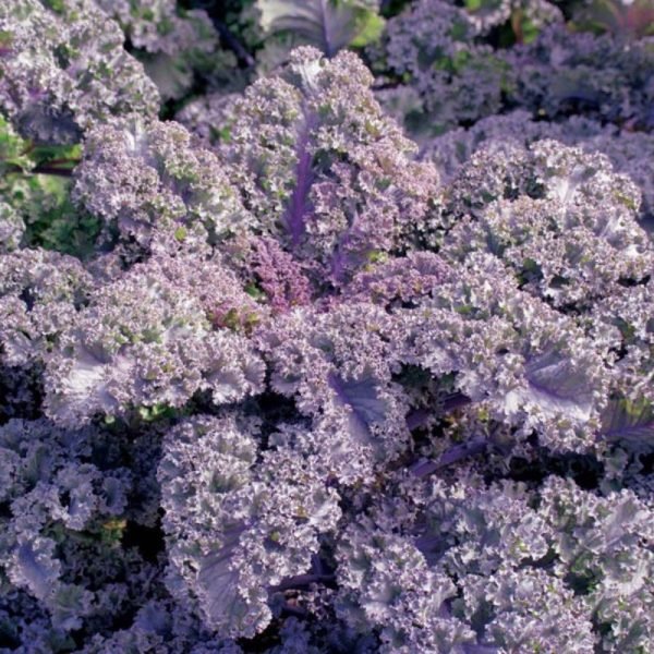Couve Kale Roxa