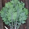 Red Russian Kale - 0,25kg
