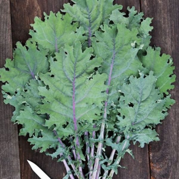Red Russian Kale