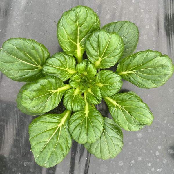 Tatsoi