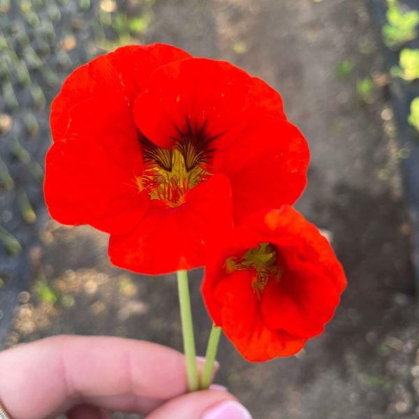 Flores de Capuchinhas