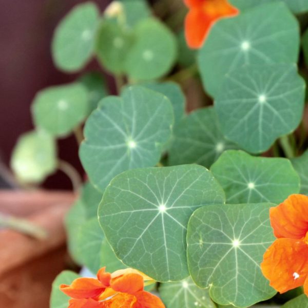 Mini-folhas de Capuchinhas