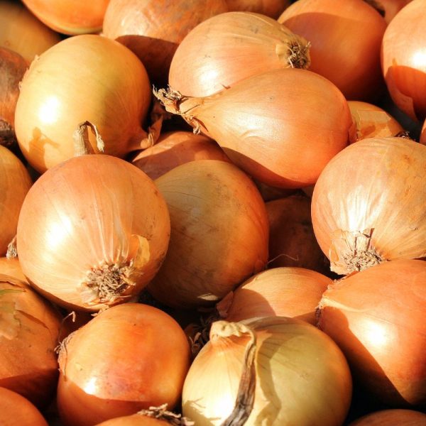Cebola