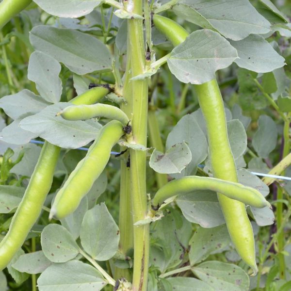 Favas frescas