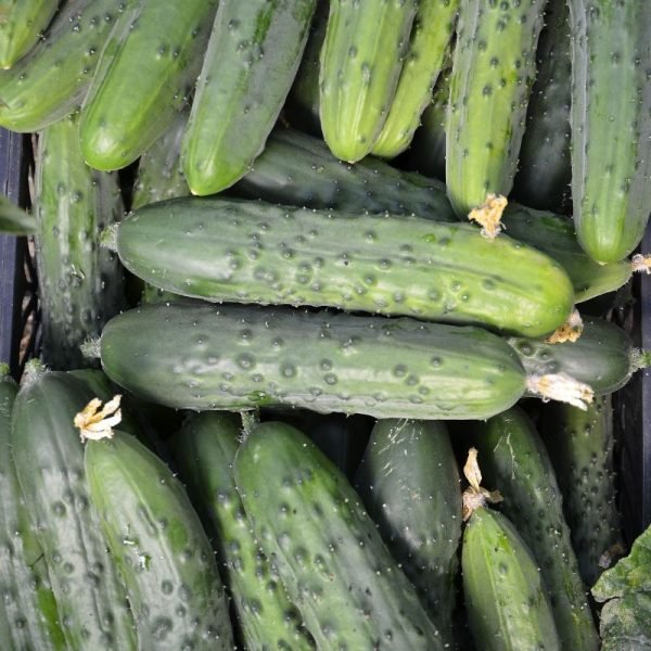Pepino