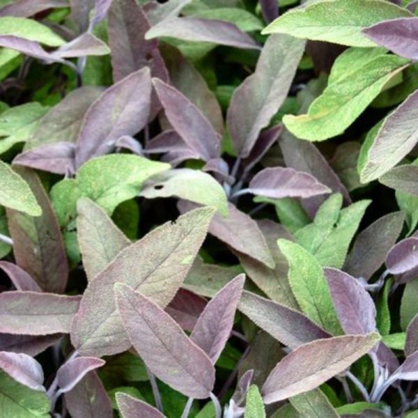 Salvia roxa