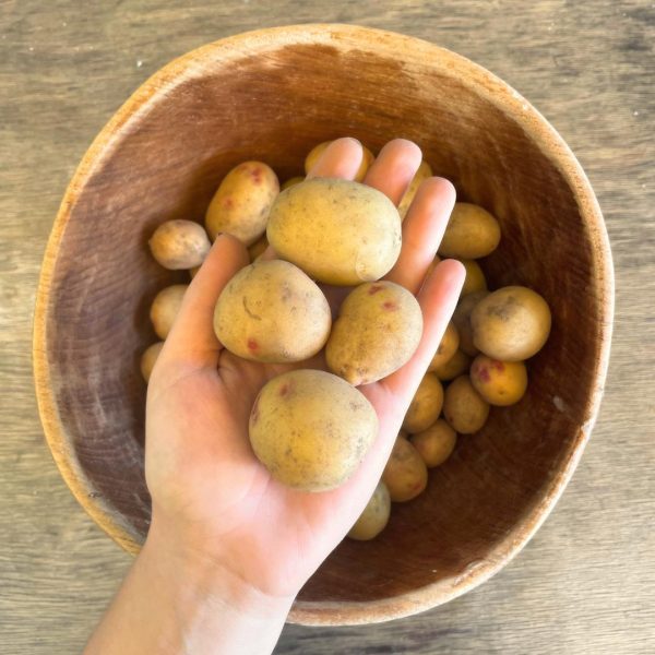 Batatas selec. para Assar