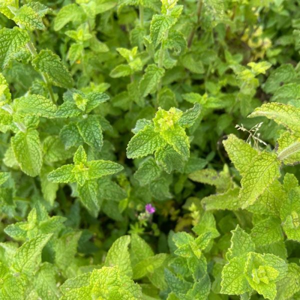 Hortelã Morango