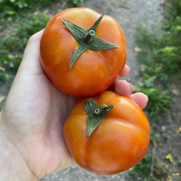 Tomate Redondo