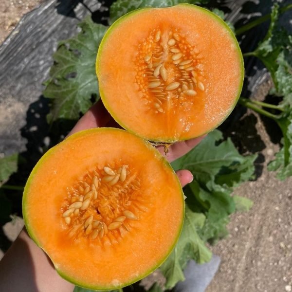 Meloa Cantaloupe