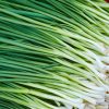 Cebolinha de Rama - "Spring Onion"