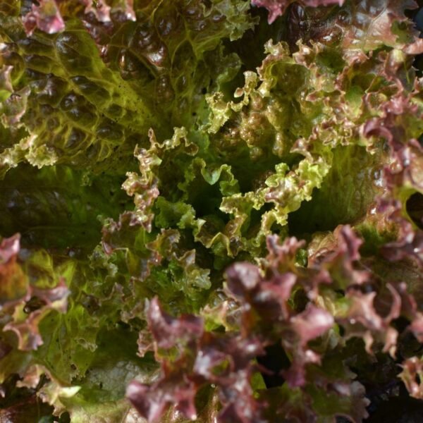 Alface Frisada Roxa